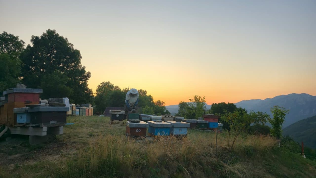 Košnice u Izgori u zlatnom satu