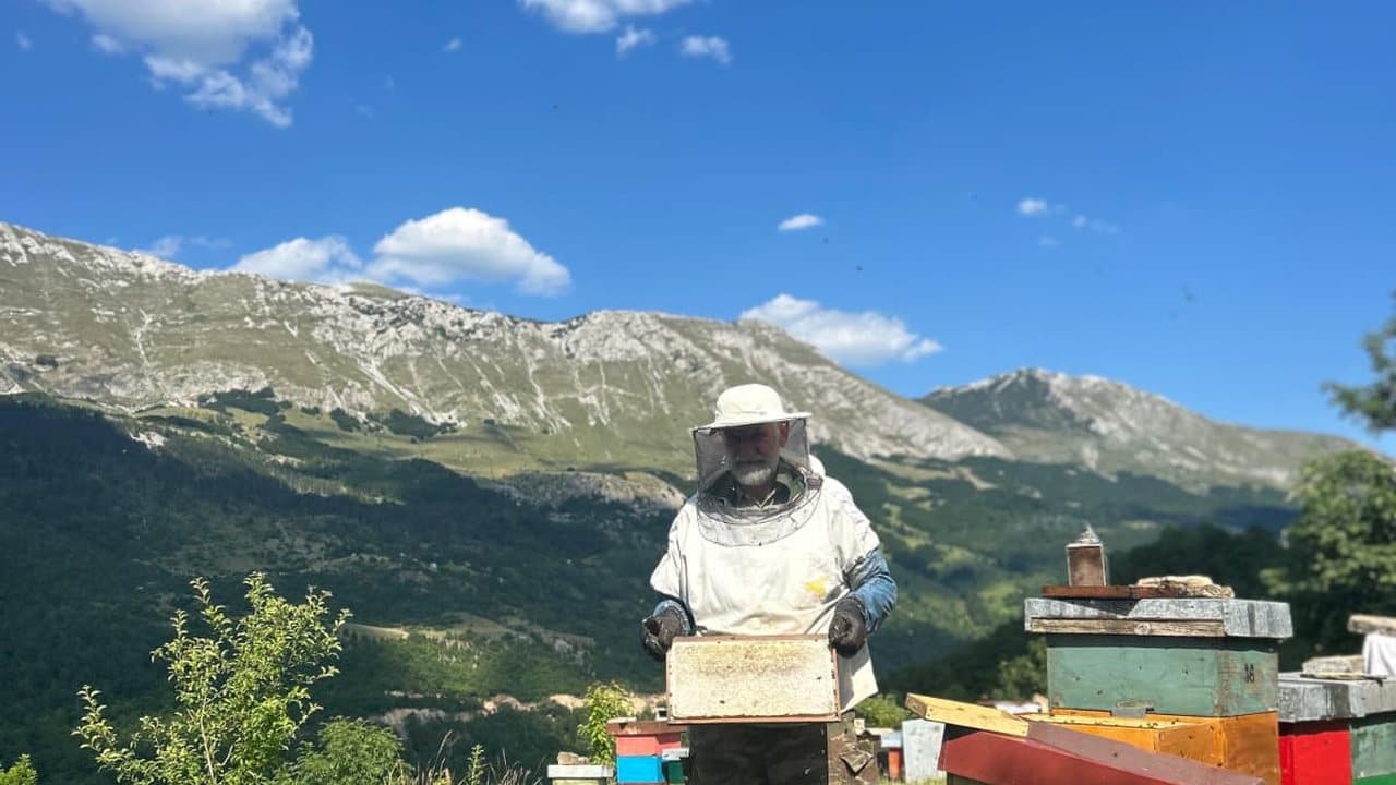 Pčelar pred kraškim masivom, Izgori