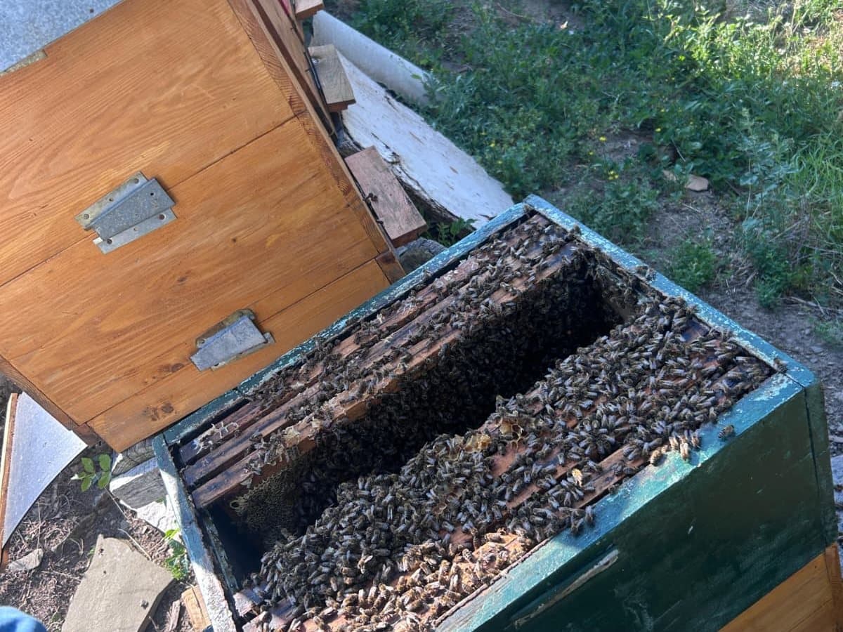 Puna košnica pčela
