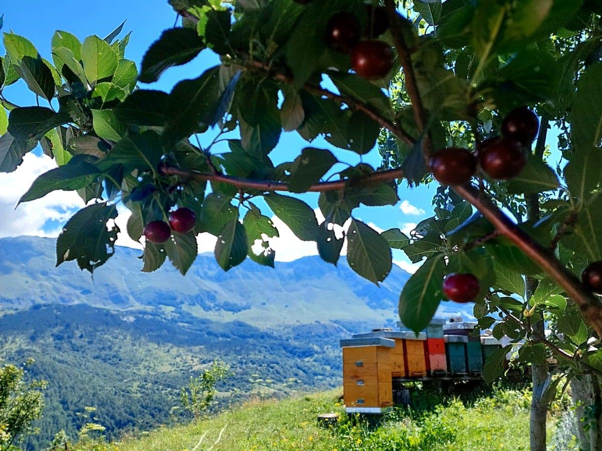 Grana s voćem iznad pčelinjaka