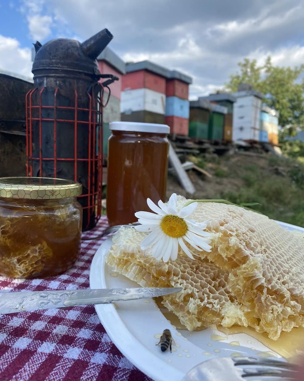 Saće i tegla meda